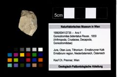 Foto (Objekt + Etikett) von Goniodromites bidentatus (Reuss, 1859)  (NHMW-GEO-1990-0041-2735)